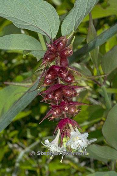 leycesteria formosa 2 graphic